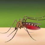 Understanding and Preventing Malaria